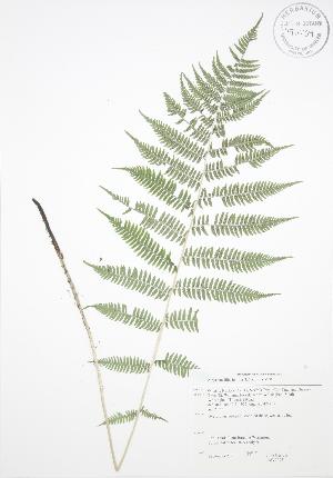  ( - JAG 0097)  @11 [ ] Copyright (2009) Steven Newmaster University of Guelph BIO Herbarium