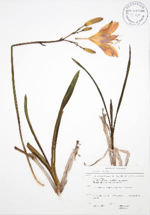  ( - JAG 0668)  @11 [ ] Copyright (2009) Steven Newmaster University of Guelph BIO Herbarium