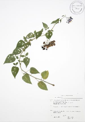 (Solanum dulcamara - JAG 0640)  @11 [ ] Copyright (2009) Steven Newmaster University of Guelph BIO Herbarium
