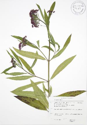  ( - JAG 0647)  @13 [ ] Copyright (2009) Steven Newmaster University of Guelph BIO Herbarium