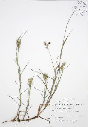  ( - JAG 0808)  @11 [ ] Copyright (2009) Steven Newmaster University of Guelph BIO Herbarium