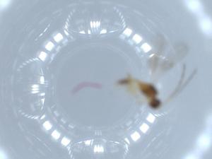  ( - BIOUG53477-B07)  @11 [ ] CreativeCommons - Attribution (2020) Centre for Biodiversity Genomics Centre for Biodiversity Genomics