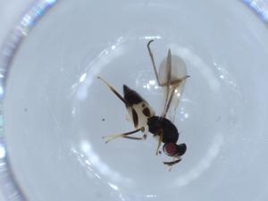  ( - BIOUG53663-B10)  @12 [ ] CreativeCommons - Attribution (2020) Centre for Biodiversity Genomics Centre for Biodiversity Genomics