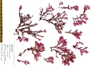  (Plocamium raphelisianum - PL 19568)  @14 [ ] CreativeCommons - Attribution Non-Commercial Share-Alike (2010) Gary W. Saunders University of New Brunswick