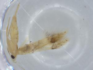  (gelBioLep01 BioLep3183 - BIOUG58661-F05)  @11 [ ] CreativeCommons - Attribution (2020) Centre for Biodiversity Genomics Centre for Biodiversity Genomics