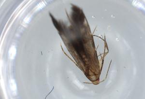  ( - BIOUG60383-E04)  @11 [ ] CreativeCommons - Attribution (2020) Centre for Biodiversity Genomics Centre for Biodiversity Genomics