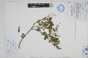 ( - Peru170004)  @11 [ ] CreativeCommons  Attribution Non-Commercial Share-Alike  Unspecified Herbarium of South China Botanical Garden