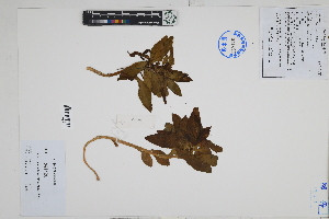  ( - Peru170011b)  @11 [ ] CreativeCommons  Attribution Non-Commercial Share-Alike  Unspecified Herbarium of South China Botanical Garden