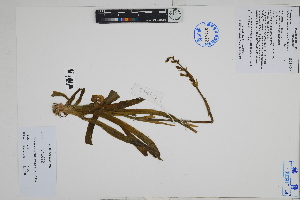  ( - Peru170012)  @11 [ ] CreativeCommons  Attribution Non-Commercial Share-Alike  Unspecified Herbarium of South China Botanical Garden