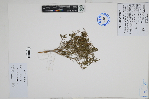  ( - Peru170016)  @11 [ ] CreativeCommons  Attribution Non-Commercial Share-Alike  Unspecified Herbarium of South China Botanical Garden
