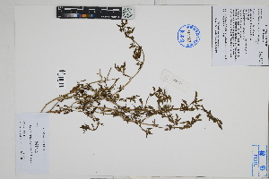  (Nolana humifusa - Peru170018)  @11 [ ] CreativeCommons  Attribution Non-Commercial Share-Alike  Unspecified Herbarium of South China Botanical Garden