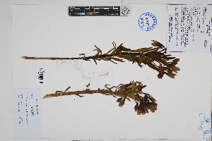  (Alstroemeria - Peru170029)  @11 [ ] CreativeCommons  Attribution Non-Commercial Share-Alike  Unspecified Herbarium of South China Botanical Garden