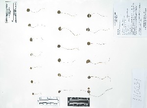  (Peperomia scutellifolia - Peru170031)  @11 [ ] CreativeCommons  Attribution Non-Commercial Share-Alike  Unspecified Universidad Nacional Mayor de San Marcos, Museo de Historia Natural