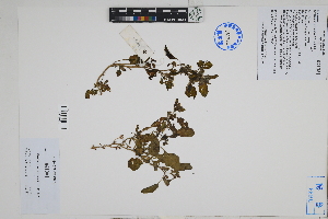  ( - Peru170042)  @11 [ ] CreativeCommons  Attribution Non-Commercial Share-Alike  Unspecified Herbarium of South China Botanical Garden
