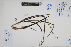  ( - Peru170044)  @11 [ ] CreativeCommons  Attribution Non-Commercial Share-Alike  Unspecified Herbarium of South China Botanical Garden