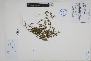  (Euphorbia hyssopifolia - Peru170048)  @11 [ ] CreativeCommons  Attribution Non-Commercial Share-Alike  Unspecified Herbarium of South China Botanical Garden