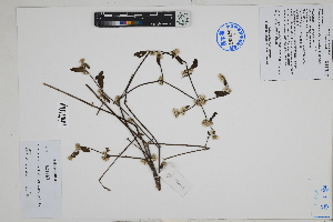  (Alternanthera halimifolia - Peru170051)  @11 [ ] CreativeCommons  Attribution Non-Commercial Share-Alike  Unspecified Herbarium of South China Botanical Garden