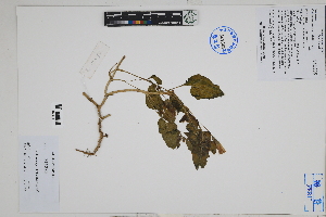  ( - Peru170052)  @11 [ ] CreativeCommons  Attribution Non-Commercial Share-Alike  Unspecified Herbarium of South China Botanical Garden