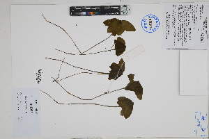  (Oxalis latifolia - Peru170053)  @11 [ ] CreativeCommons  Attribution Non-Commercial Share-Alike  Unspecified Herbarium of South China Botanical Garden