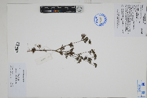  ( - Peru170059)  @11 [ ] CreativeCommons  Attribution Non-Commercial Share-Alike  Unspecified Herbarium of South China Botanical Garden