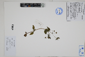  ( - Peru170067)  @11 [ ] CreativeCommons  Attribution Non-Commercial Share-Alike  Unspecified Herbarium of South China Botanical Garden