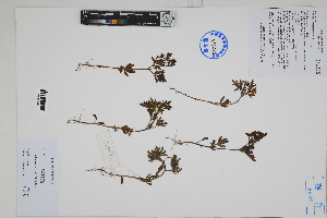  ( - Peru170077)  @11 [ ] CreativeCommons  Attribution Non-Commercial Share-Alike  Unspecified Herbarium of South China Botanical Garden