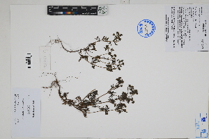  ( - Peru170082)  @11 [ ] CreativeCommons  Attribution Non-Commercial Share-Alike  Unspecified Herbarium of South China Botanical Garden
