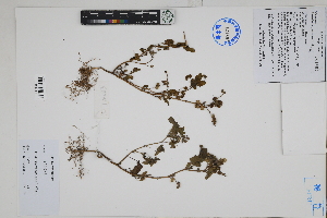  ( - Peru170083)  @11 [ ] CreativeCommons  Attribution Non-Commercial Share-Alike  Unspecified Herbarium of South China Botanical Garden