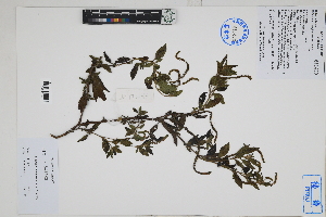  ( - Peru170085)  @11 [ ] CreativeCommons  Attribution Non-Commercial Share-Alike  Unspecified Herbarium of South China Botanical Garden