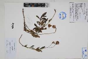  (Lomanthus - Peru170091)  @11 [ ] CreativeCommons  Attribution Non-Commercial Share-Alike  Unspecified Herbarium of South China Botanical Garden