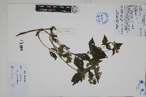  (Philoglossa - Peru170098)  @11 [ ] CreativeCommons  Attribution Non-Commercial Share-Alike  Unspecified Herbarium of South China Botanical Garden