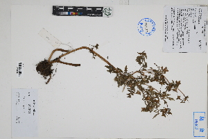  (Calceolaria pinnata - Peru170100)  @11 [ ] CreativeCommons  Attribution Non-Commercial Share-Alike  Unspecified Herbarium of South China Botanical Garden