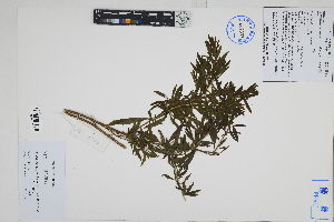  (Ophryosporus peruvianus - Peru170102)  @11 [ ] CreativeCommons  Attribution Non-Commercial Share-Alike  Unspecified Herbarium of South China Botanical Garden