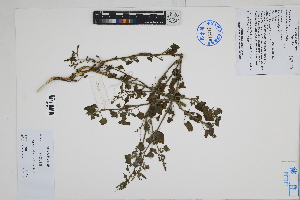  ( - Peru170115)  @11 [ ] CreativeCommons  Attribution Non-Commercial Share-Alike  Unspecified Herbarium of South China Botanical Garden
