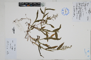  ( - Peru170118)  @11 [ ] CreativeCommons  Attribution Non-Commercial Share-Alike  Unspecified Herbarium of South China Botanical Garden