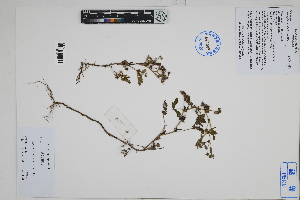  ( - Peru170128)  @11 [ ] CreativeCommons  Attribution Non-Commercial Share-Alike  Unspecified Herbarium of South China Botanical Garden