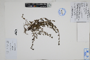  (Montiaceae - Peru170131)  @11 [ ] CreativeCommons  Attribution Non-Commercial Share-Alike  Unspecified Herbarium of South China Botanical Garden