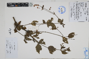  (Alternanthera porrigens - Peru170133)  @11 [ ] CreativeCommons  Attribution Non-Commercial Share-Alike  Unspecified Herbarium of South China Botanical Garden