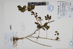  (Nicandra physaloides - Peru170134)  @11 [ ] CreativeCommons  Attribution Non-Commercial Share-Alike  Unspecified Herbarium of South China Botanical Garden