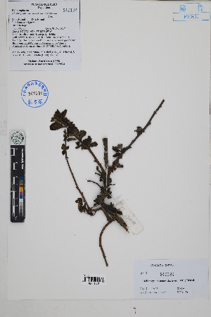  ( - Peru170138)  @11 [ ] CreativeCommons  Attribution Non-Commercial Share-Alike  Unspecified Herbarium of South China Botanical Garden