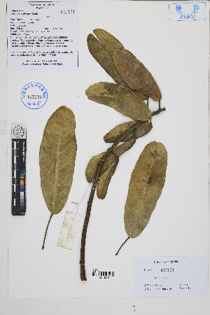  (Capparis sp - Peru170142)  @11 [ ] CreativeCommons  Attribution Non-Commercial Share-Alike  Unspecified Herbarium of South China Botanical Garden
