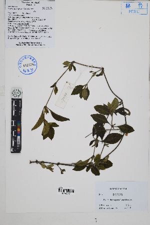  (Dyschoriste repens - Peru170144)  @11 [ ] CreativeCommons  Attribution Non-Commercial Share-Alike  Unspecified Herbarium of South China Botanical Garden
