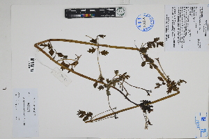  (Valeriana - Peru170146)  @11 [ ] CreativeCommons  Attribution Non-Commercial Share-Alike  Unspecified Herbarium of South China Botanical Garden