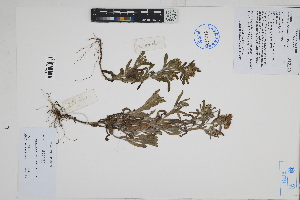  ( - Peru170148)  @11 [ ] CreativeCommons  Attribution Non-Commercial Share-Alike  Unspecified Herbarium of South China Botanical Garden