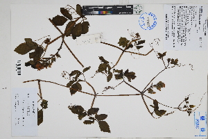  (Tourrettia lappaca - Peru170157)  @11 [ ] CreativeCommons  Attribution Non-Commercial Share-Alike  Unspecified Herbarium of South China Botanical Garden