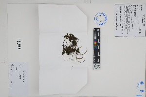  (Pilea sp - Peru170161)  @11 [ ] CreativeCommons  Attribution Non-Commercial Share-Alike  Unspecified Herbarium of South China Botanical Garden