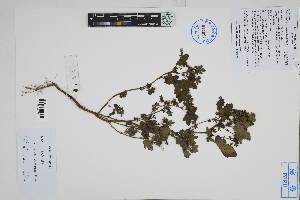  ( - Peru170171)  @11 [ ] CreativeCommons  Attribution Non-Commercial Share-Alike  Unspecified Herbarium of South China Botanical Garden