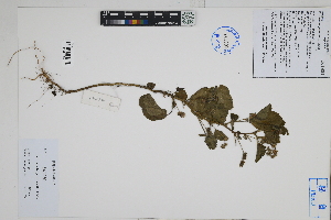  ( - Peru170172a)  @11 [ ] CreativeCommons  Attribution Non-Commercial Share-Alike  Unspecified Herbarium of South China Botanical Garden