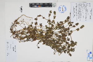  (Stachys sp - Peru170172b)  @11 [ ] CreativeCommons  Attribution Non-Commercial Share-Alike  Unspecified Herbarium of South China Botanical Garden