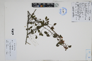  ( - Peru170186)  @11 [ ] CreativeCommons  Attribution Non-Commercial Share-Alike  Unspecified Herbarium of South China Botanical Garden